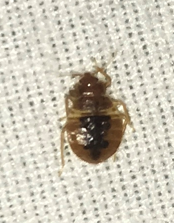 Bed bug