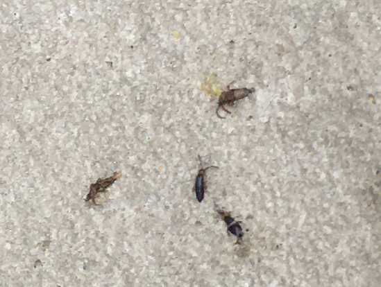 Springtails