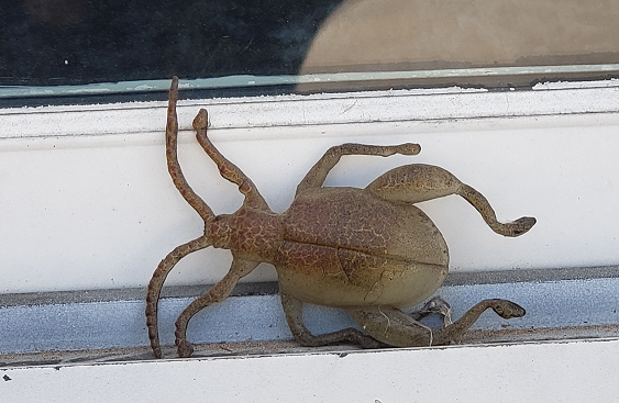 Tropical leaf beetle