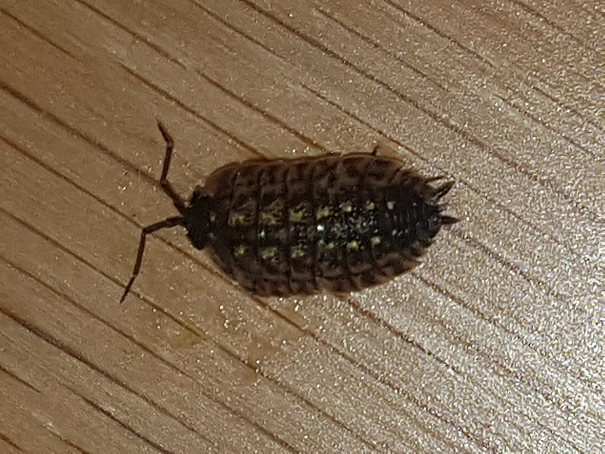 Sowbug