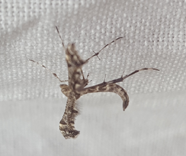 Plume moth