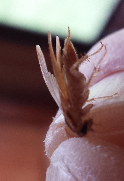 German cockroach