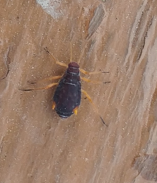 Aphid