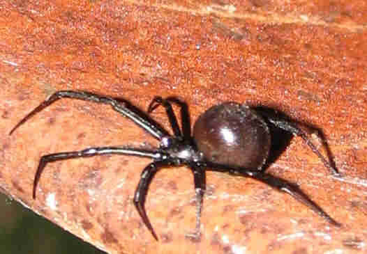 cobweb/comb-footed spider