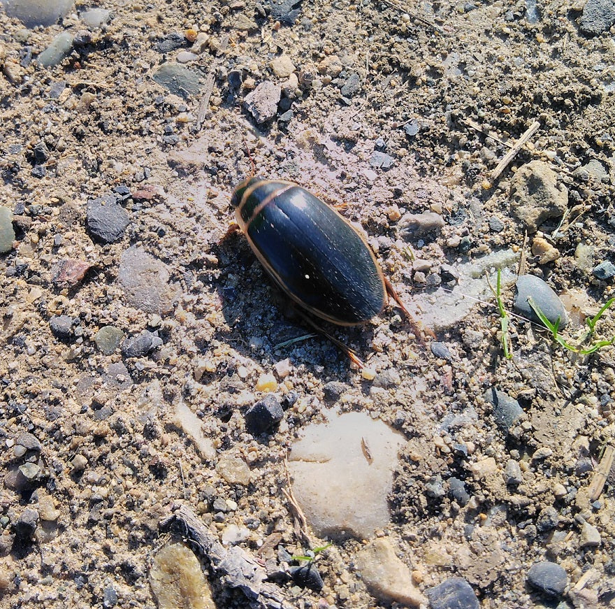 Predaceous diving beetle