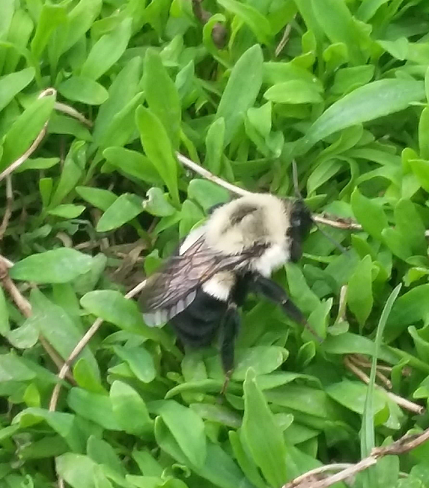 Eastern bumble bee