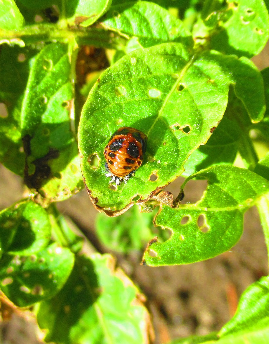 Pupa of a multicoloured Asian lady beetle
