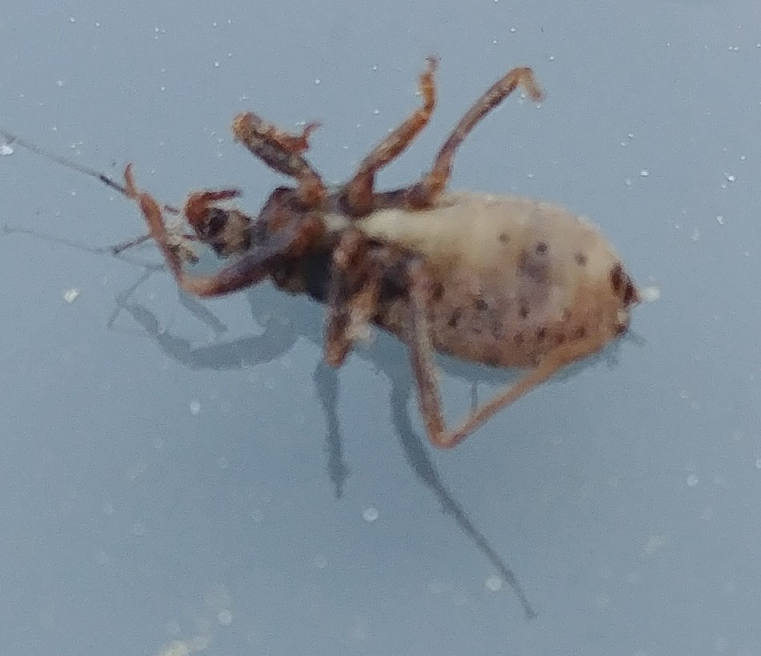 Assassin bug
