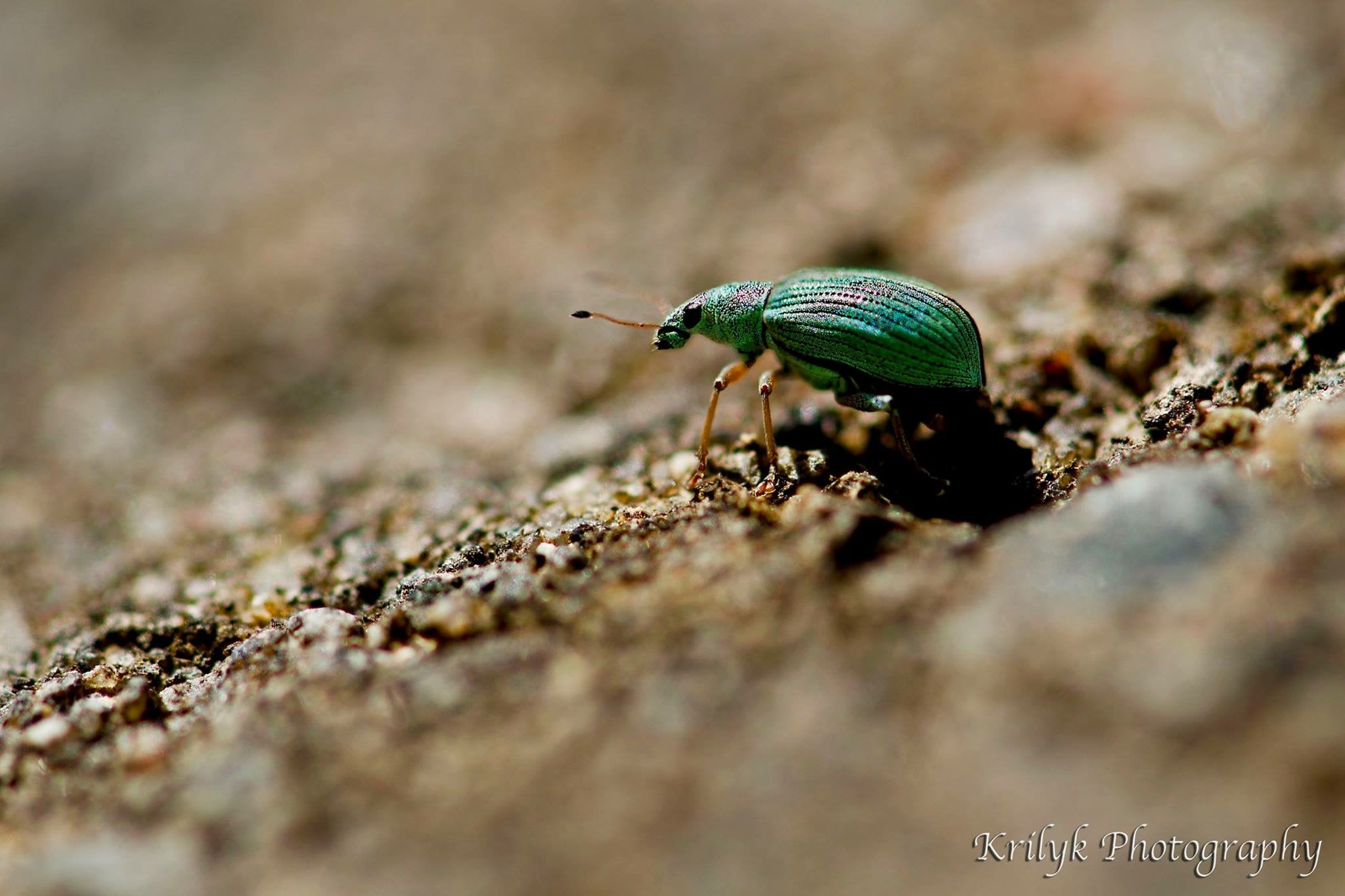 Broad-nosed/Short-snouted weevil