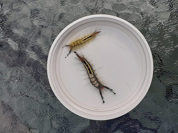 Caterpillars of the white-marked tussock moth