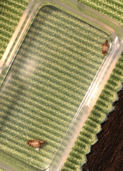 Larvae of a carpet beetle