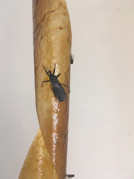 Assassin bug