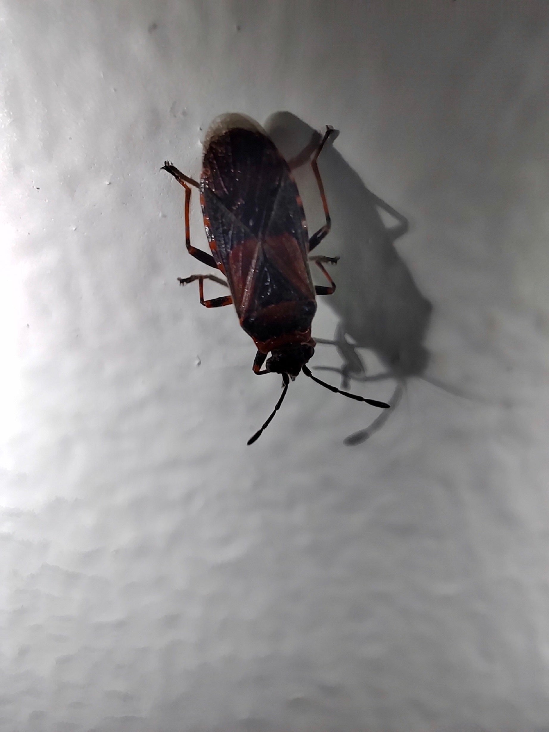 Elm seed bug
