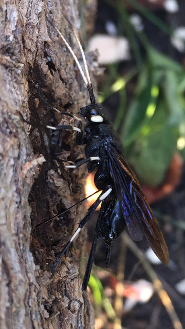 Wood wasp
