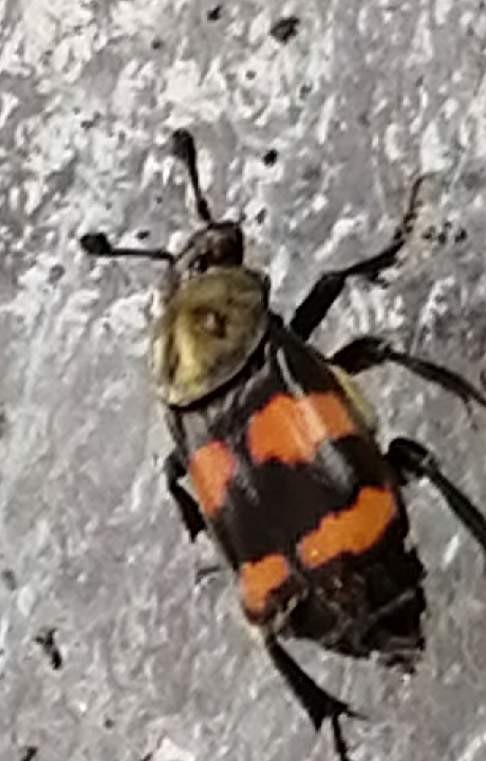 Burying/sexton beetle