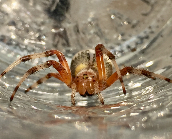 Female orb weaving spider