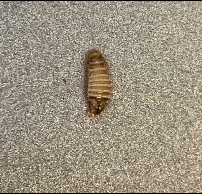 Larva of a carpet beetle