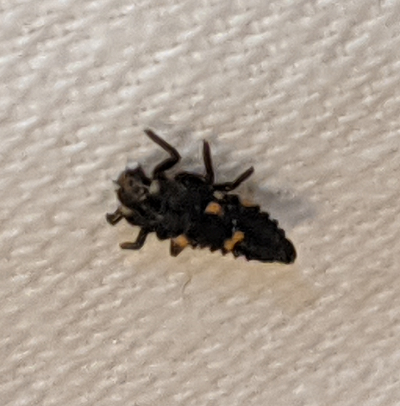 Larva of a lady beetle