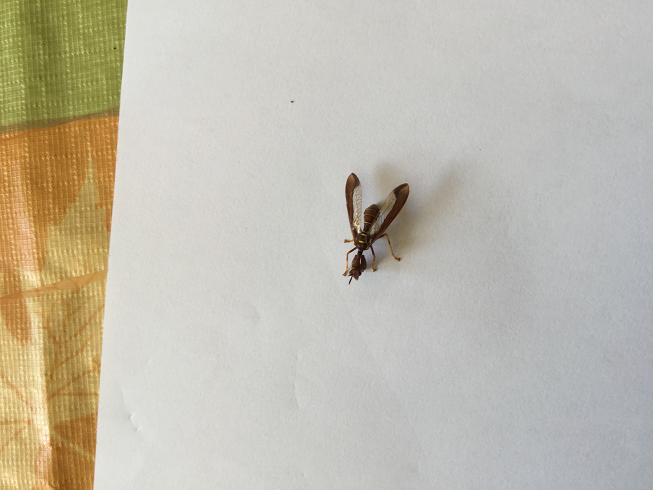 Wasp-mimicking mantisfly