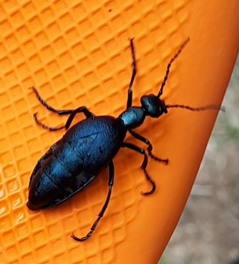 Blister beetle