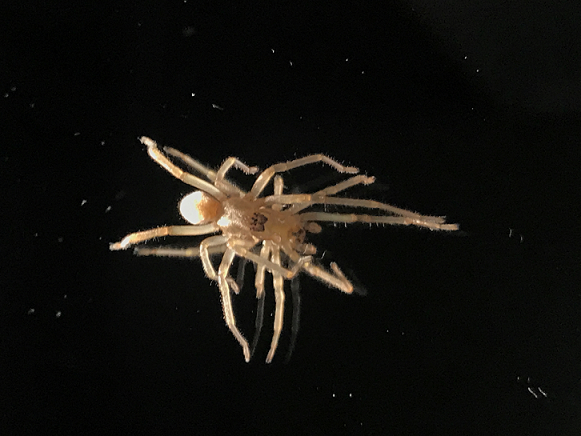 Yellow sac spider