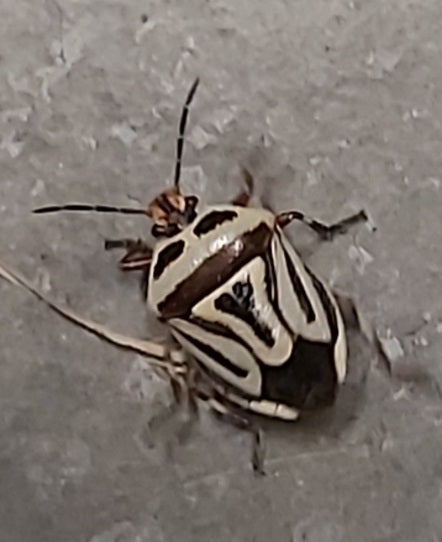 Two-spotted stink bug