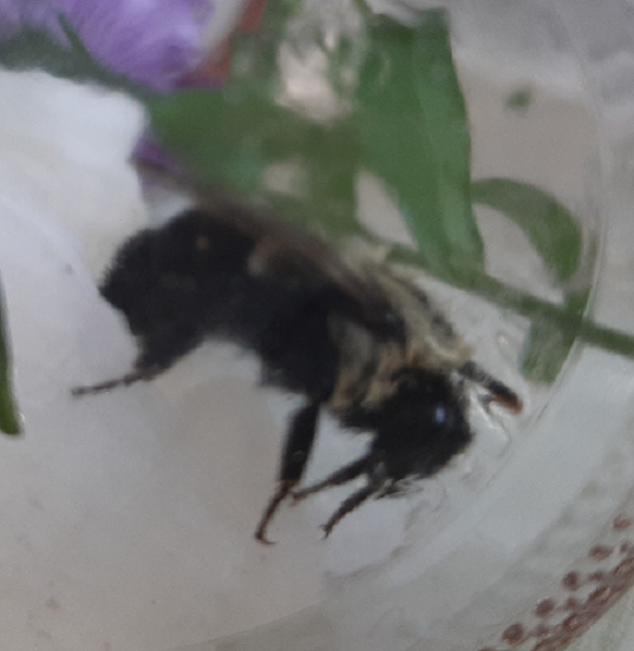 Bumble bee