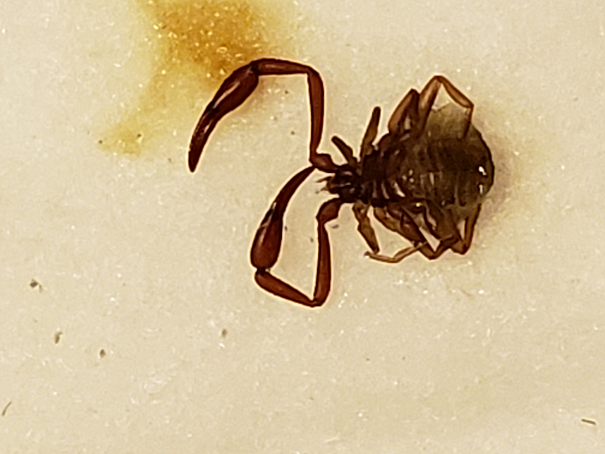 Pseudoscorpion