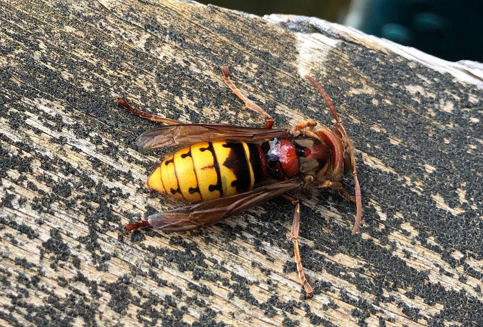 European hornet