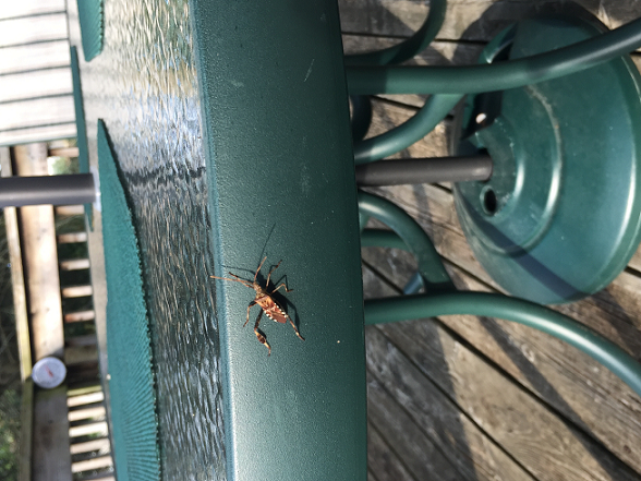 western conifer seed bug