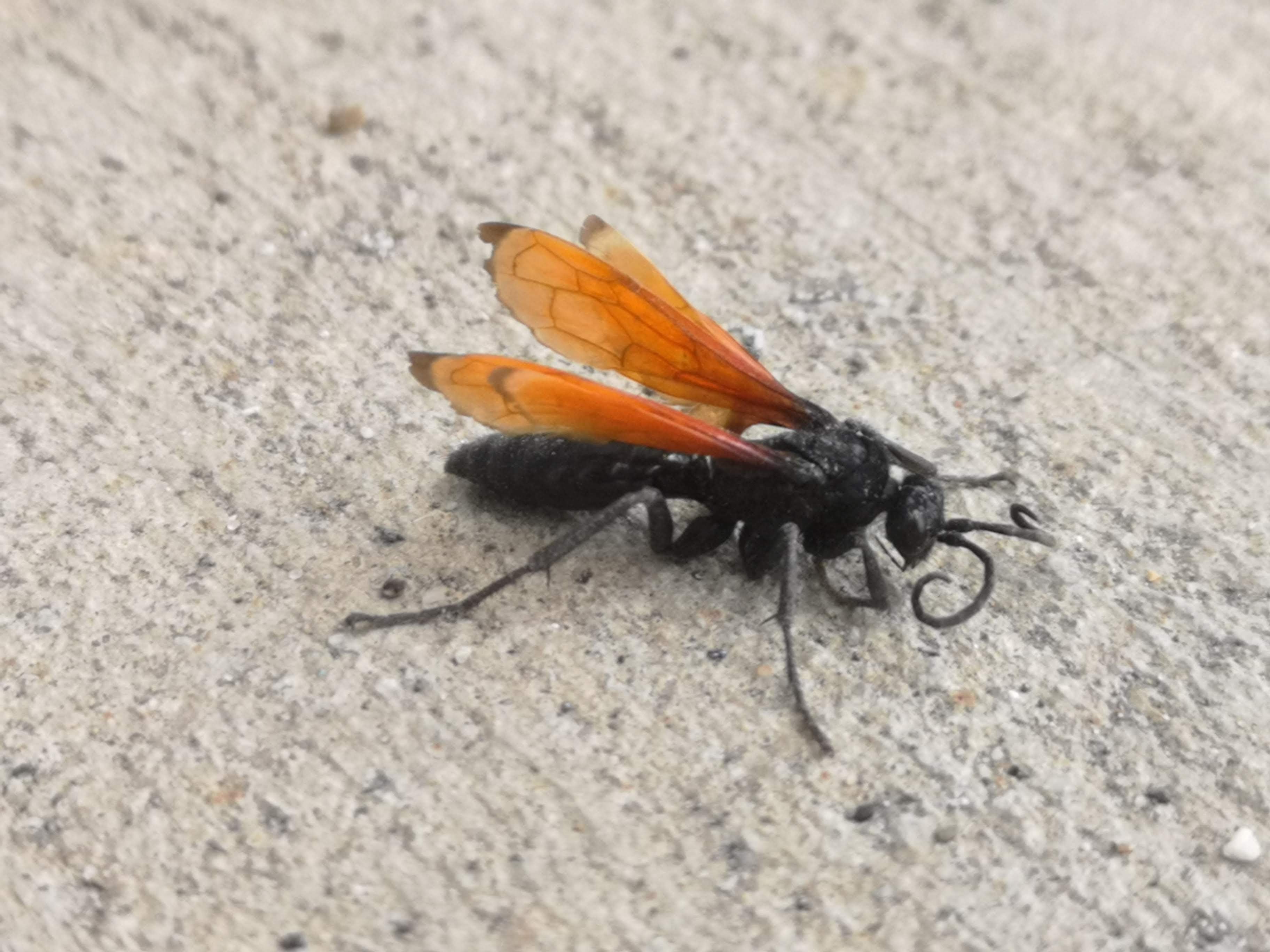 Spider wasp (Hymenoptera: Pompilidae)