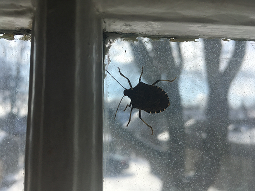 Brown marmorated stink bug