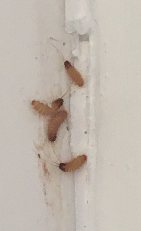 Young larvae of a beetle