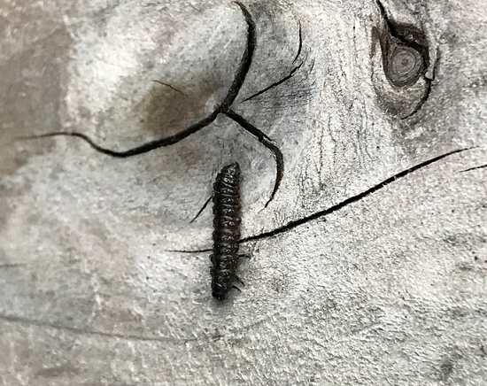 Larva of a leaf beetle