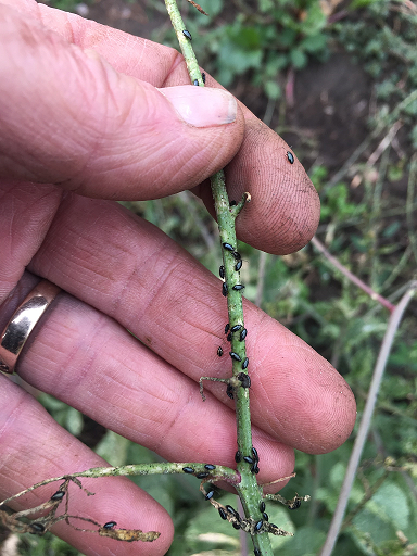 Flea beetles