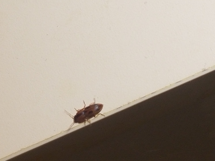 Click beetle