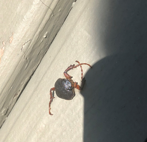 Scarab beetle