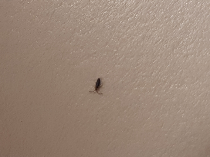 Springtails