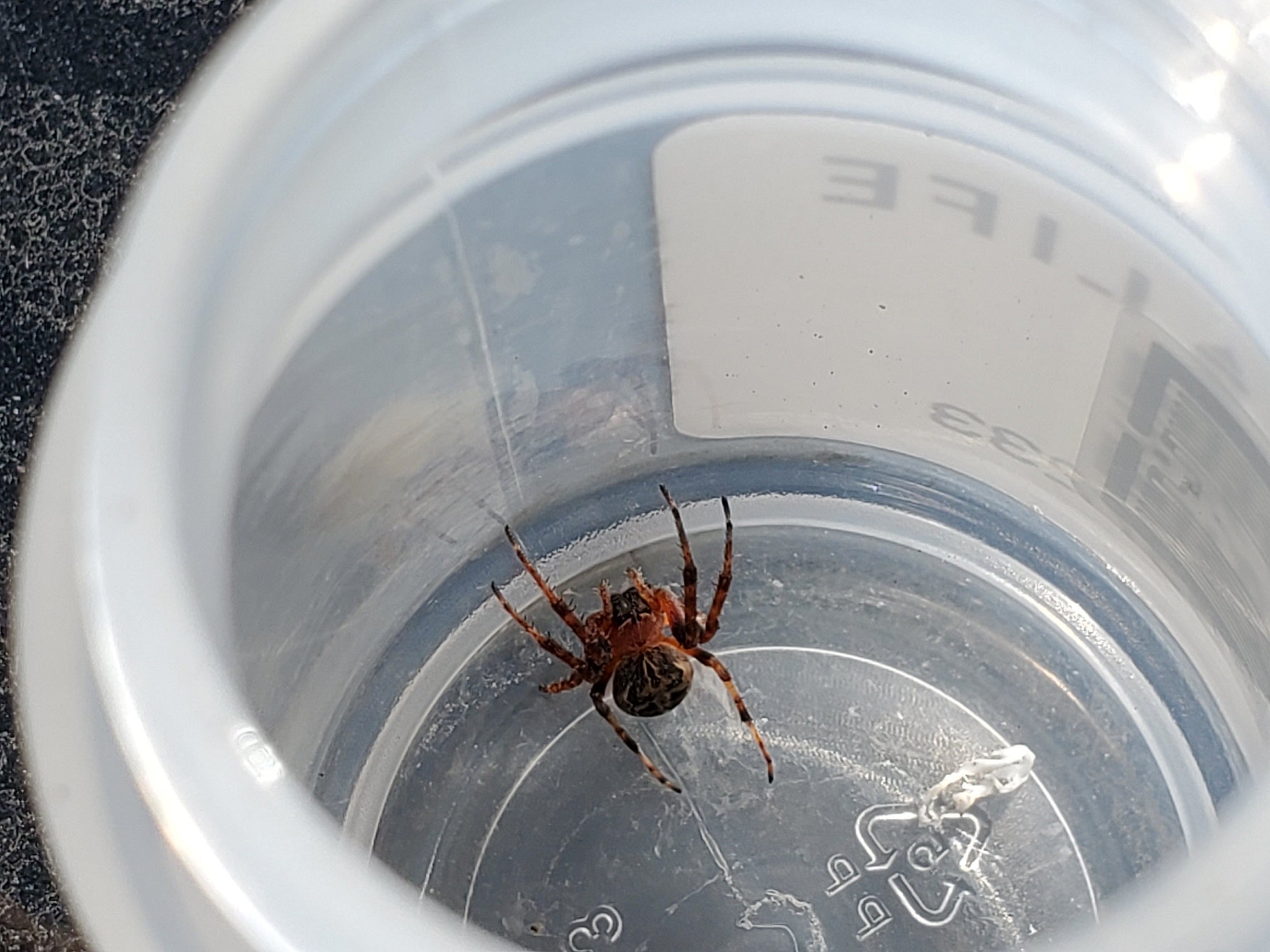 Orb weaving spider