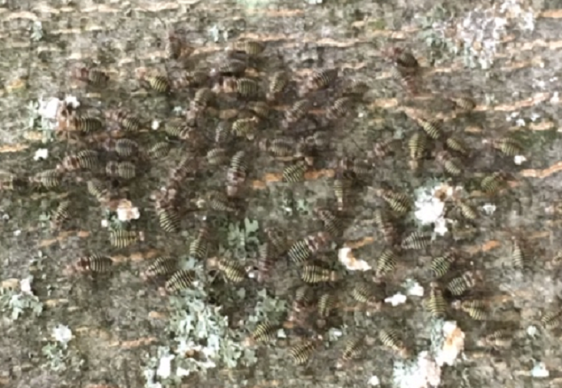 Bark lice