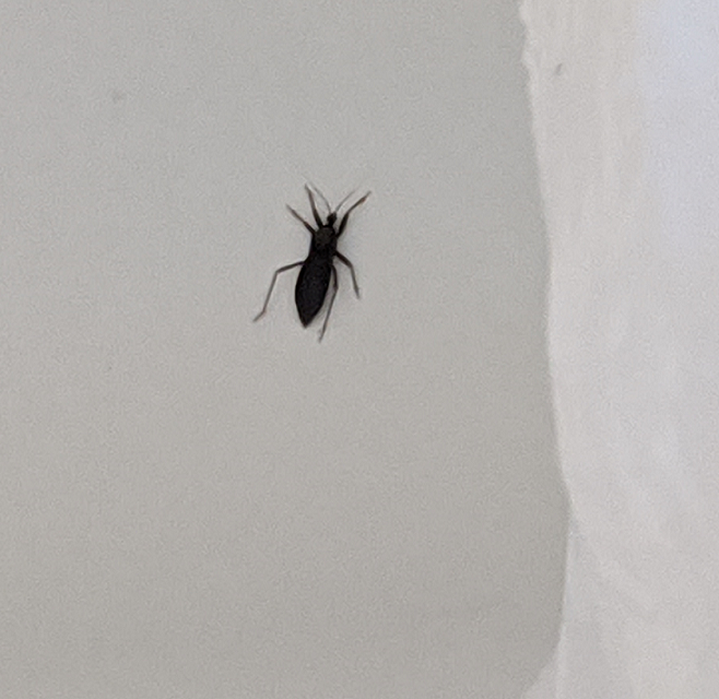 Assassin bug