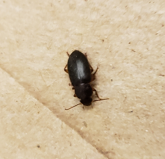 Ground beetle