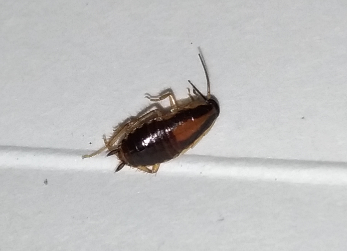 nymph of a German cockroach