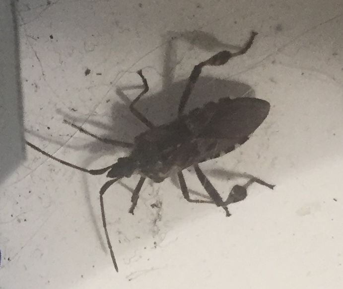 western conifer seed bug