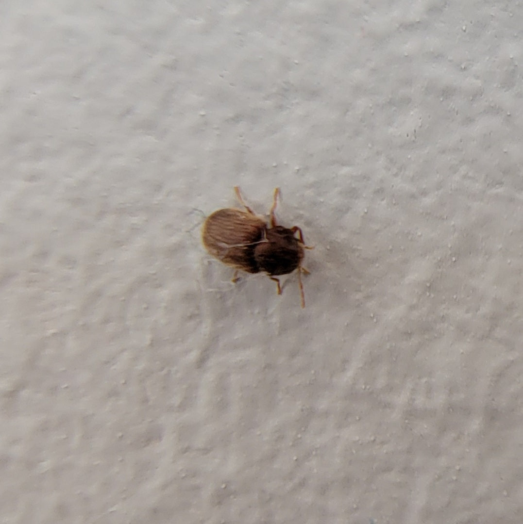 Drugstore beetle
