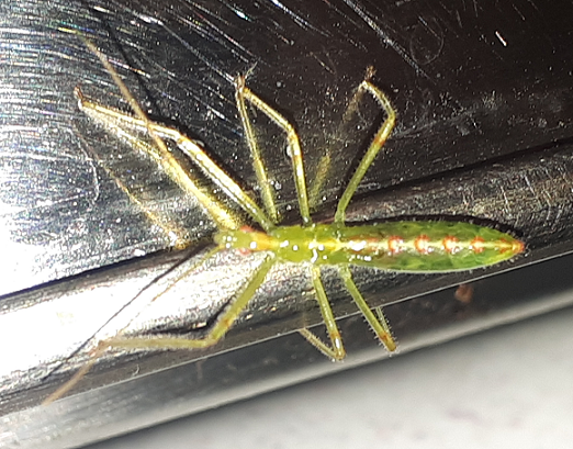 Nymph of an assassin bug