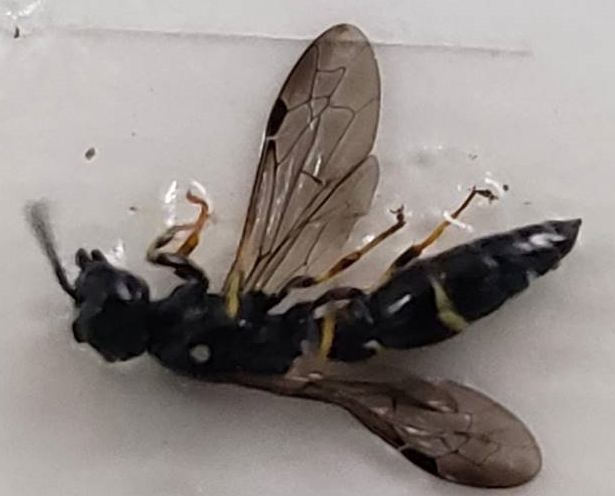 Mason/potter wasp