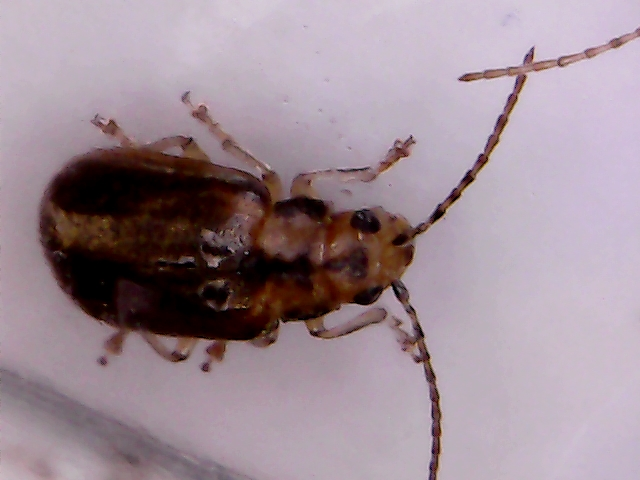 Leaf beetle