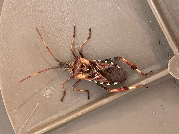 Western conifer seed bug