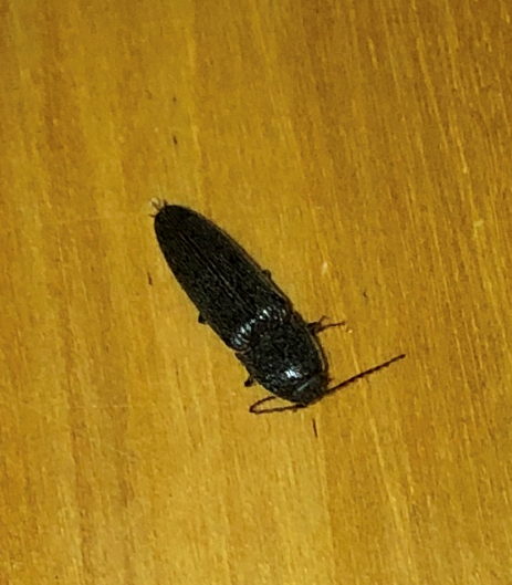 Click beetle